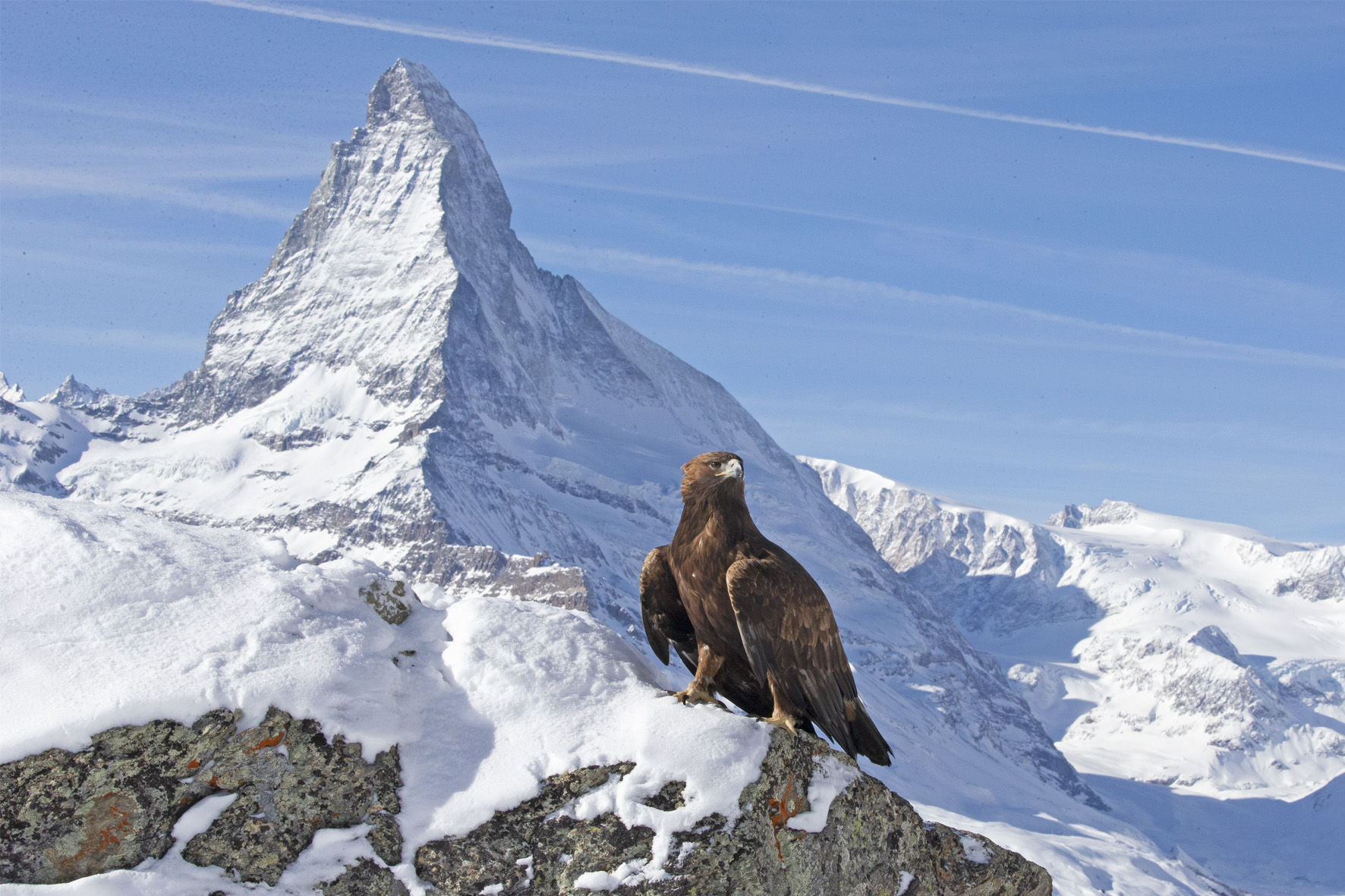 Alpen Adler 2020